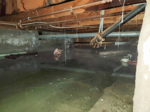 Best Sewage cleanup and water damage restoration  in Holly Springs, NC